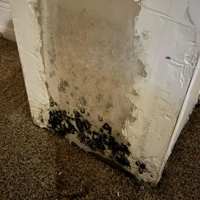 Professional Mold Removal in Wolfe City, TX